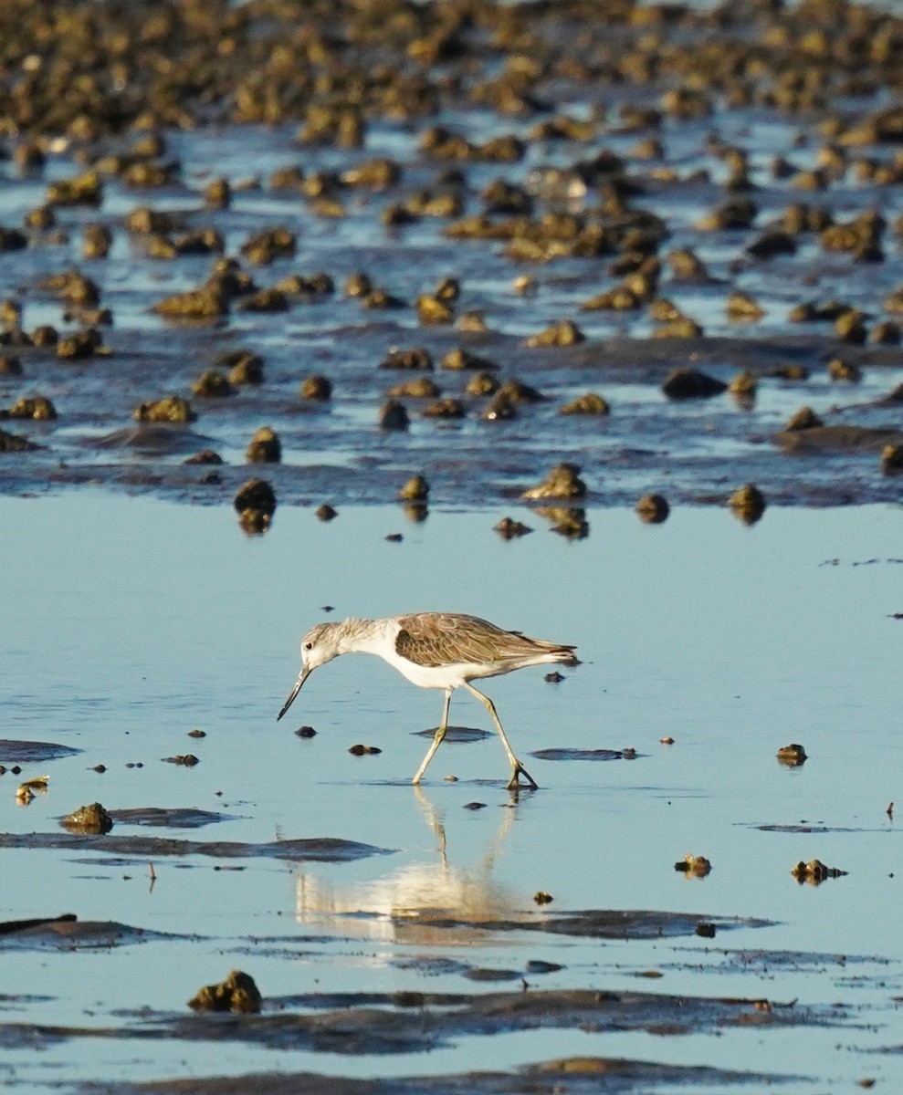 Common Greenshank - ML646664068