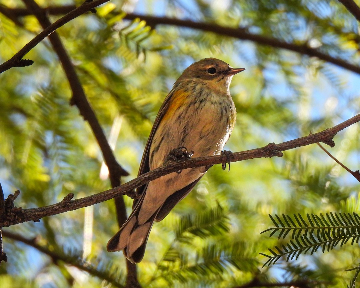 Yellow-rumped Warbler (Myrtle) - ML646664070