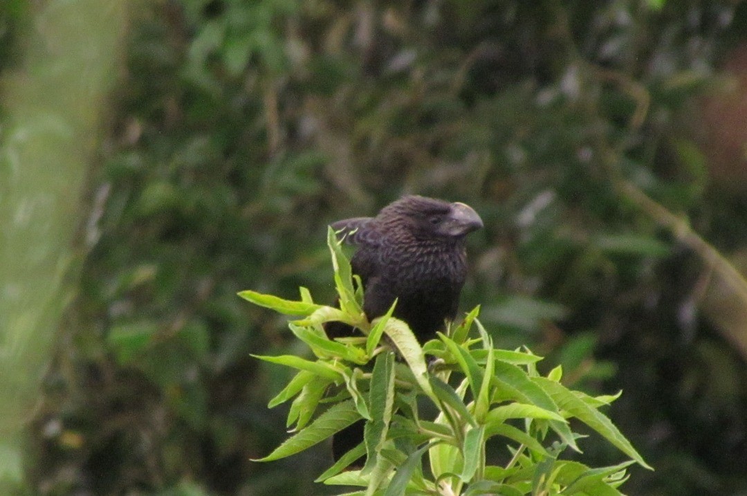 Smooth-billed Ani - ML646664072