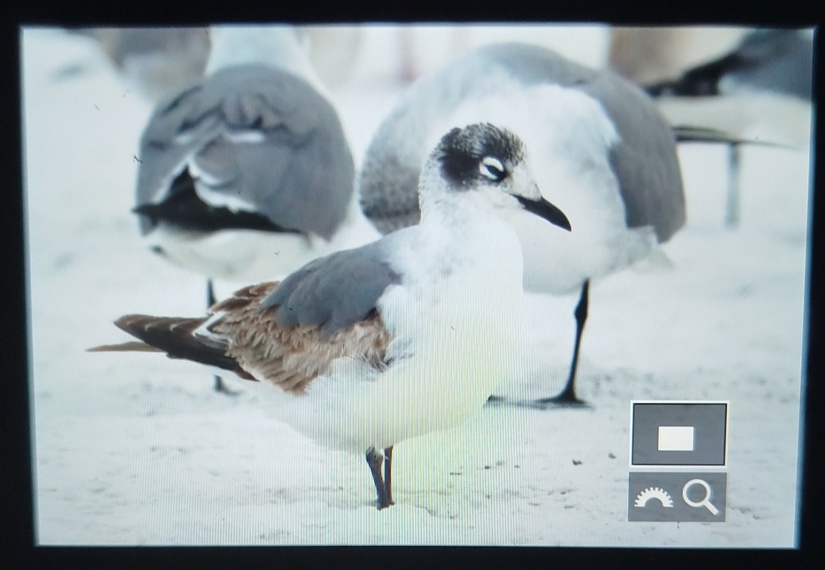 Franklin's Gull - ML646664073