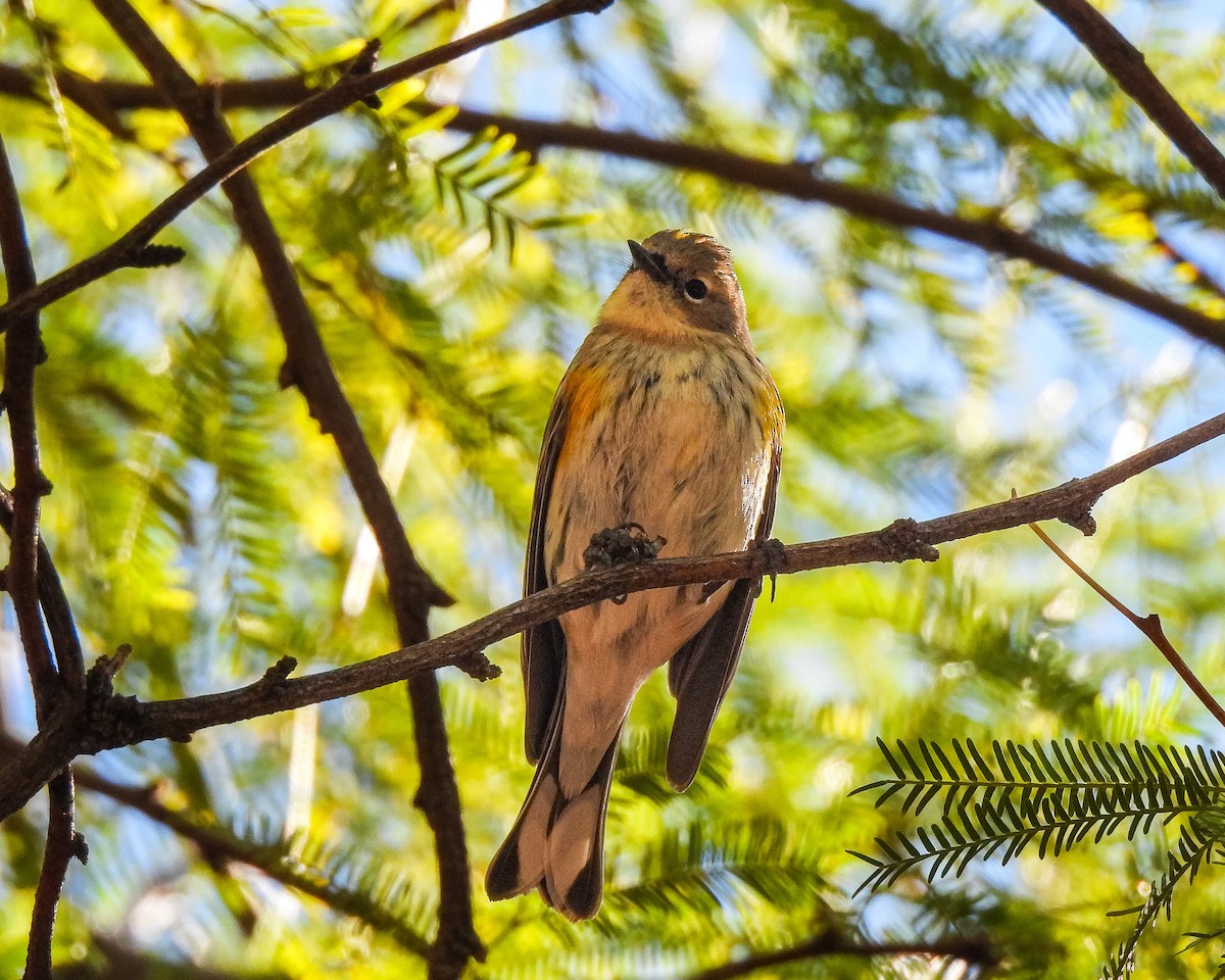 Yellow-rumped Warbler (Myrtle) - ML646664074