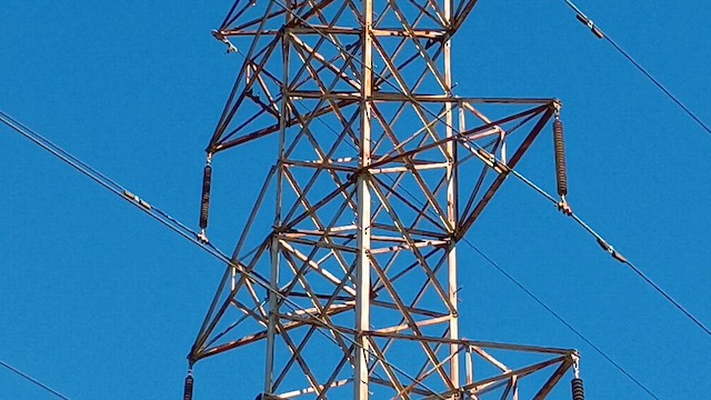 Mosquero Negro - ML646664075