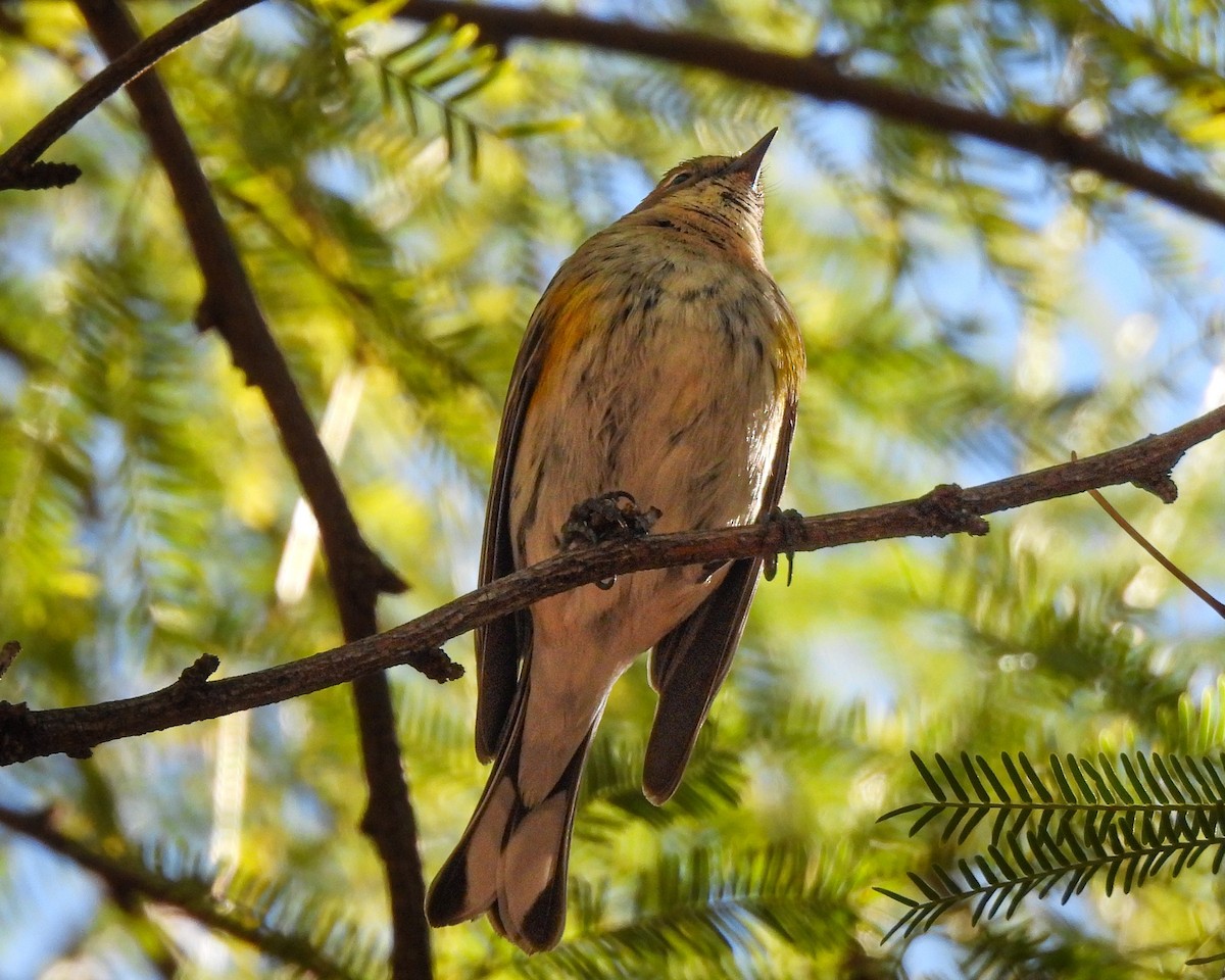 Yellow-rumped Warbler (Myrtle) - ML646664077