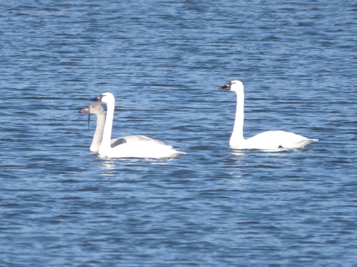 Tundra Swan - ML646664079