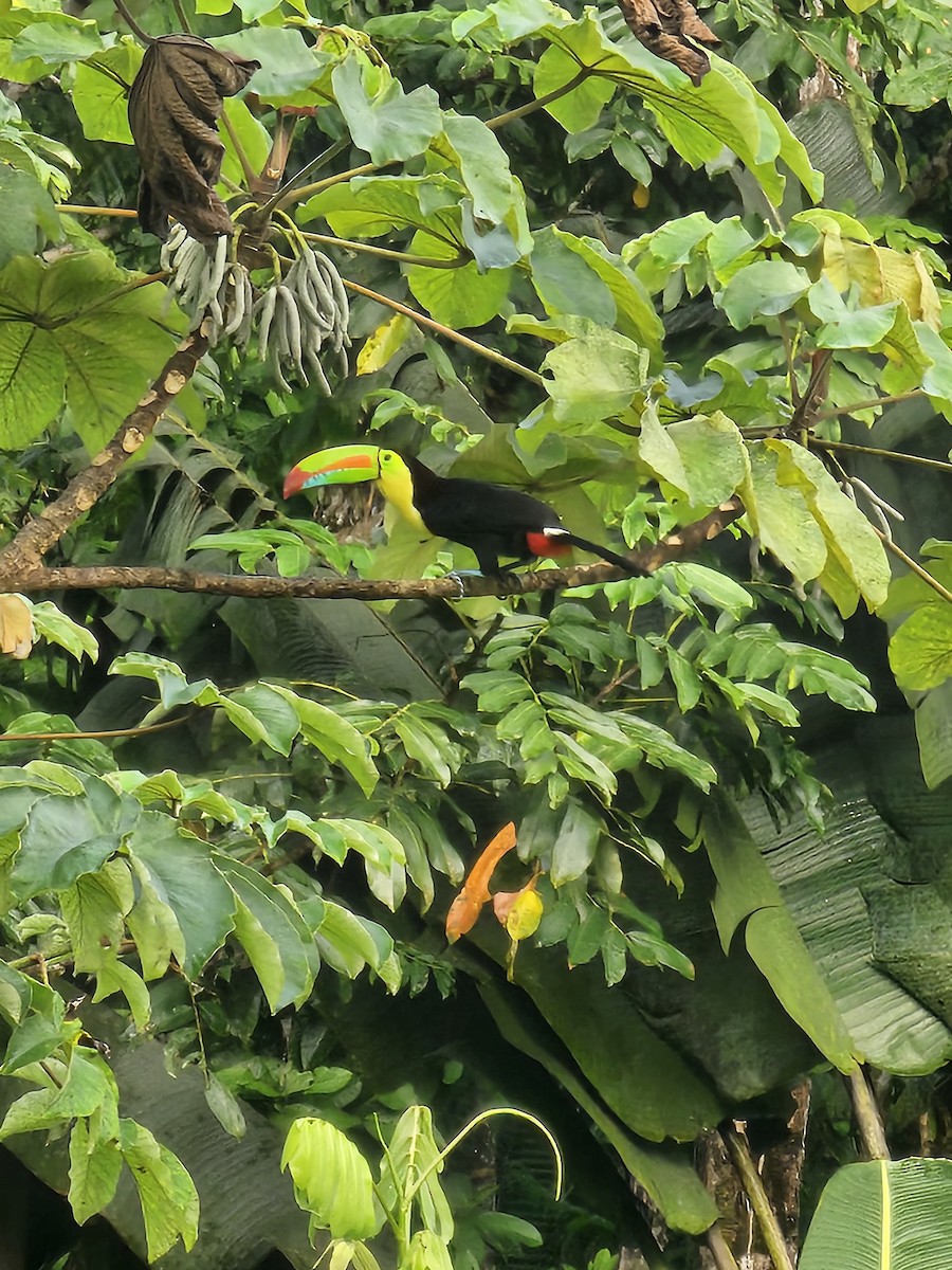 Keel-billed Toucan - ML646664080