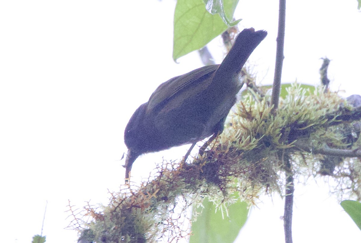 Андский кларино - ML646664082