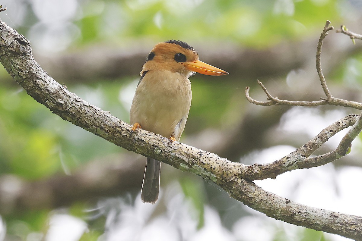 Тороторо малий - ML646664084