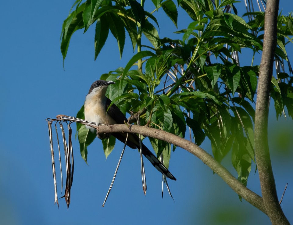 Dark-billed Cuckoo - ML646664086