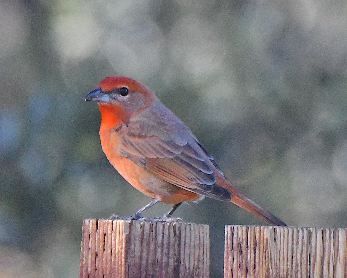 Hepatic Tanager - ML646664087