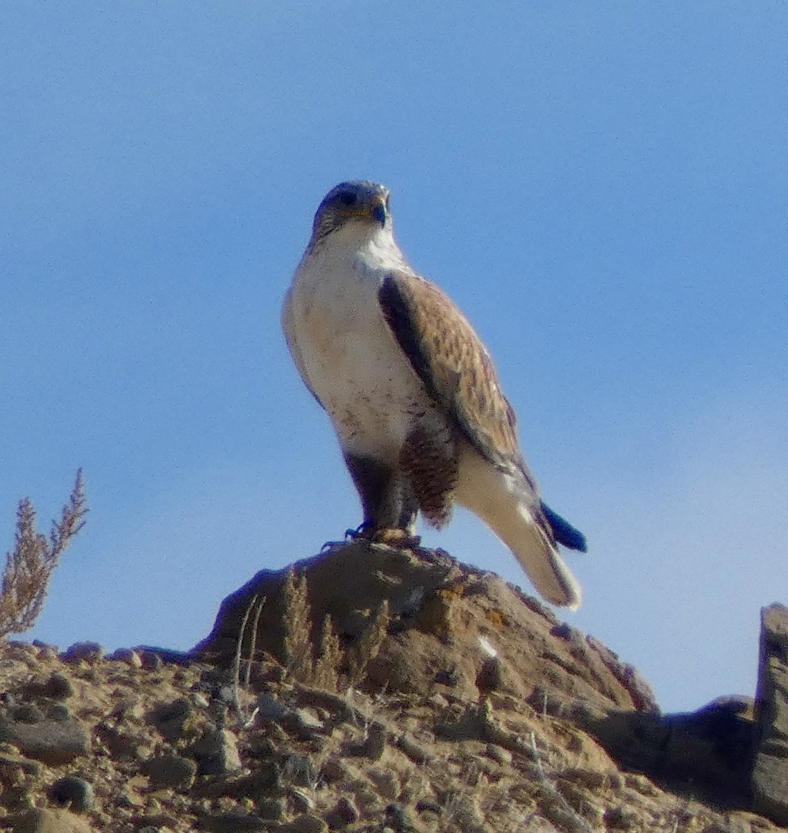 Ferruginous Hawk - ML646664088