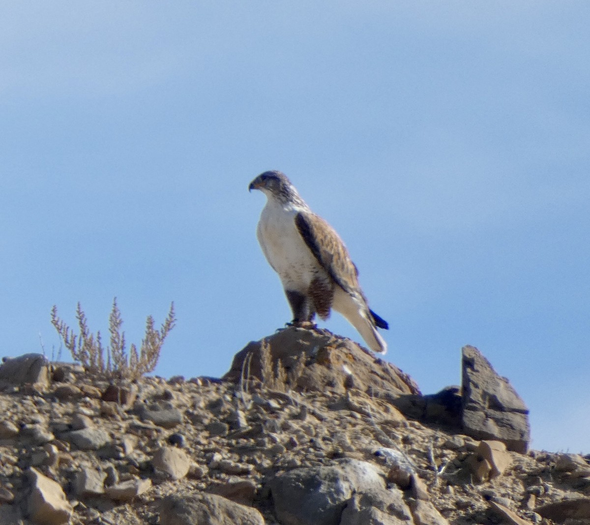 Ferruginous Hawk - ML646664089