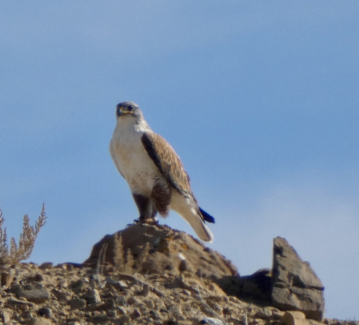 Ferruginous Hawk - ML646664090