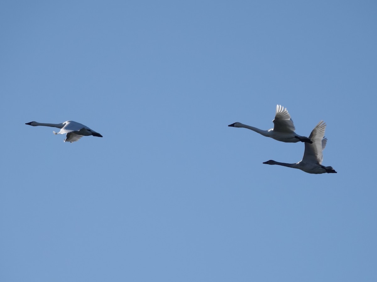 Tundra Swan - ML646664091