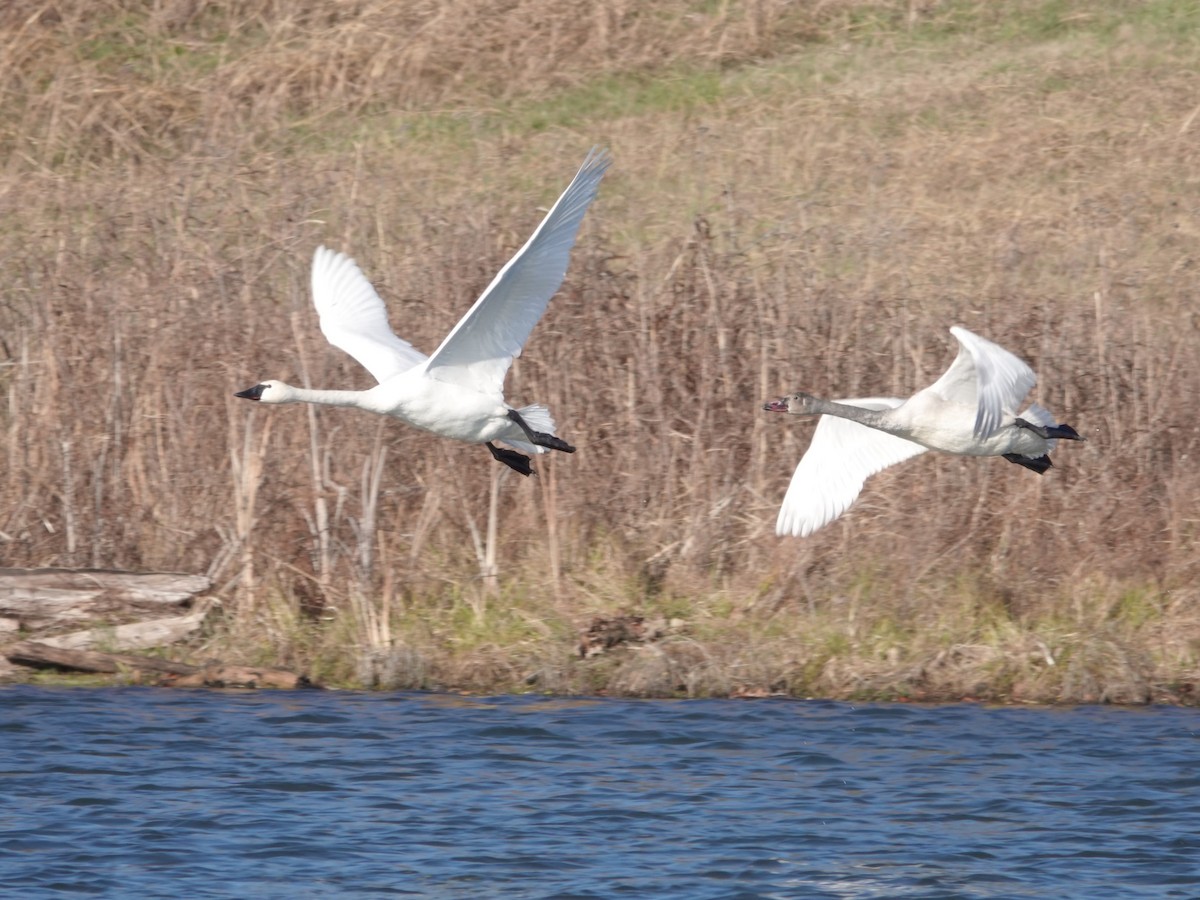 Tundra Swan - ML646664092