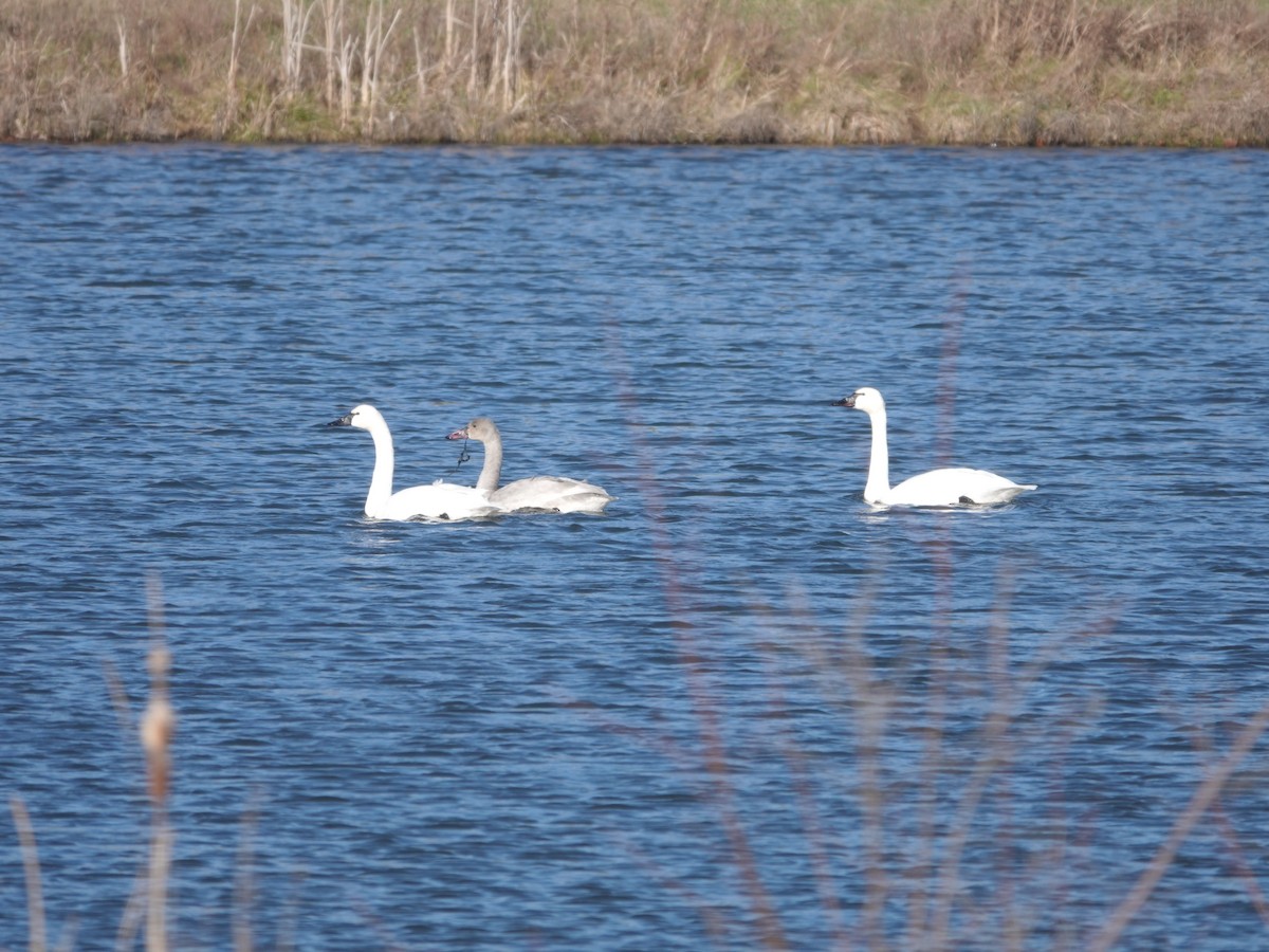 Tundra Swan - ML646664094