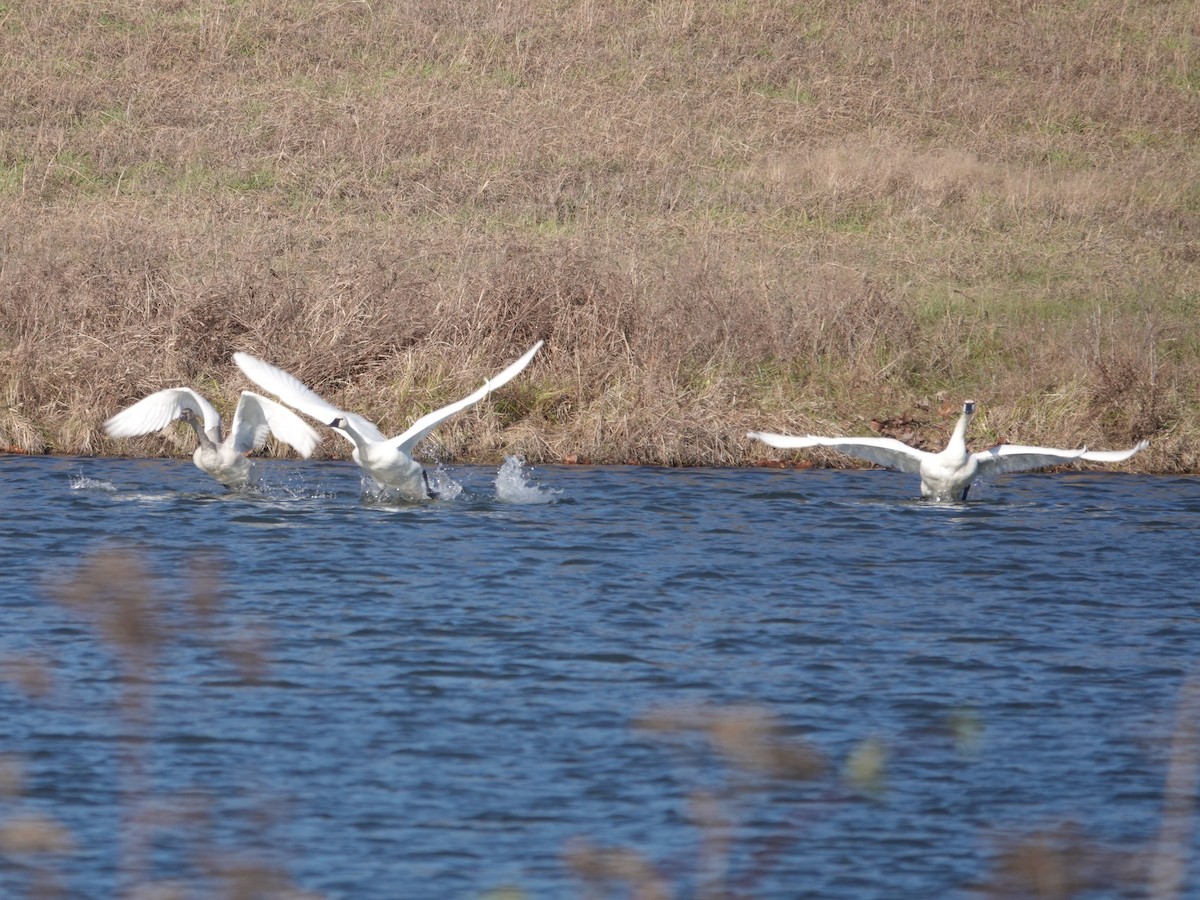 Tundra Swan - ML646664095