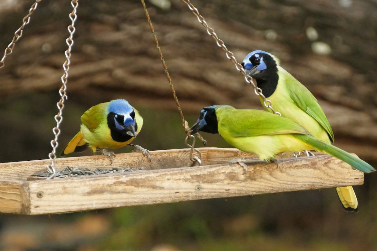 インカサンジャク（luxuosus グループ） - ML646664097