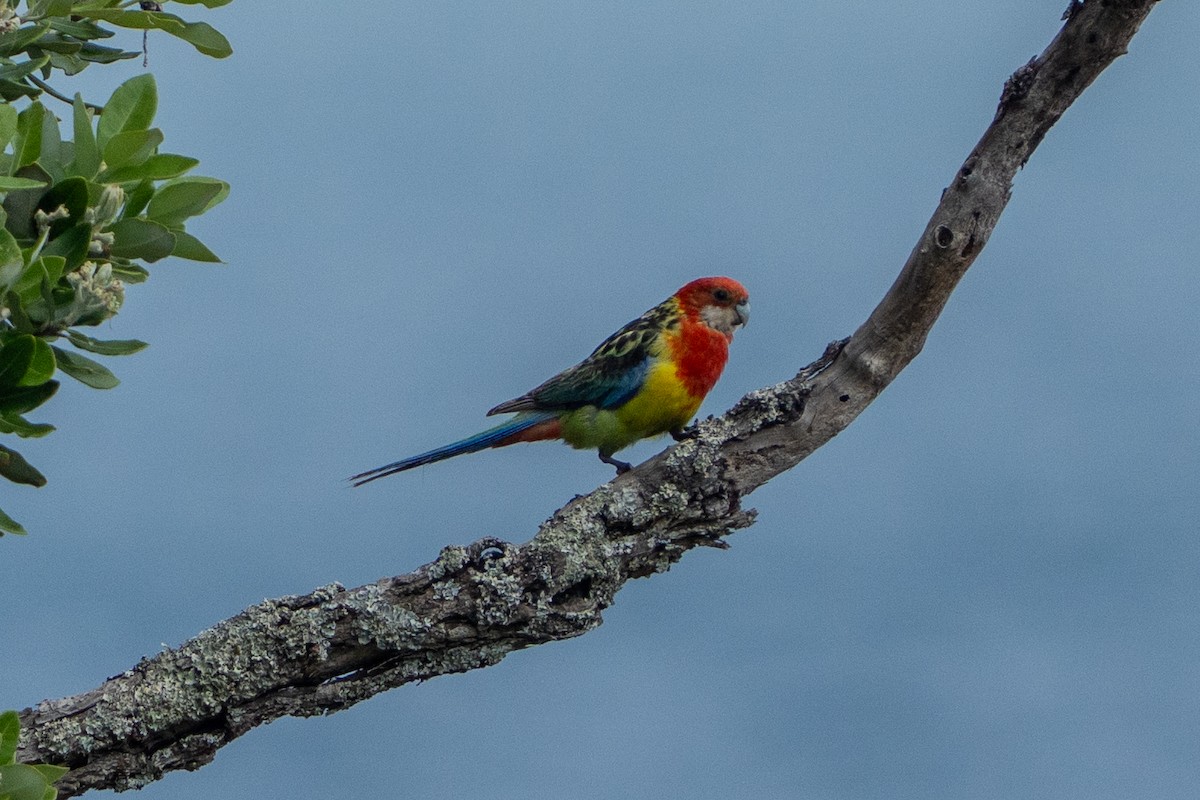 Rosella orientale - ML646664098