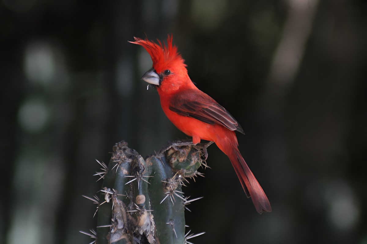 Vermilion Cardinal - ML646664101