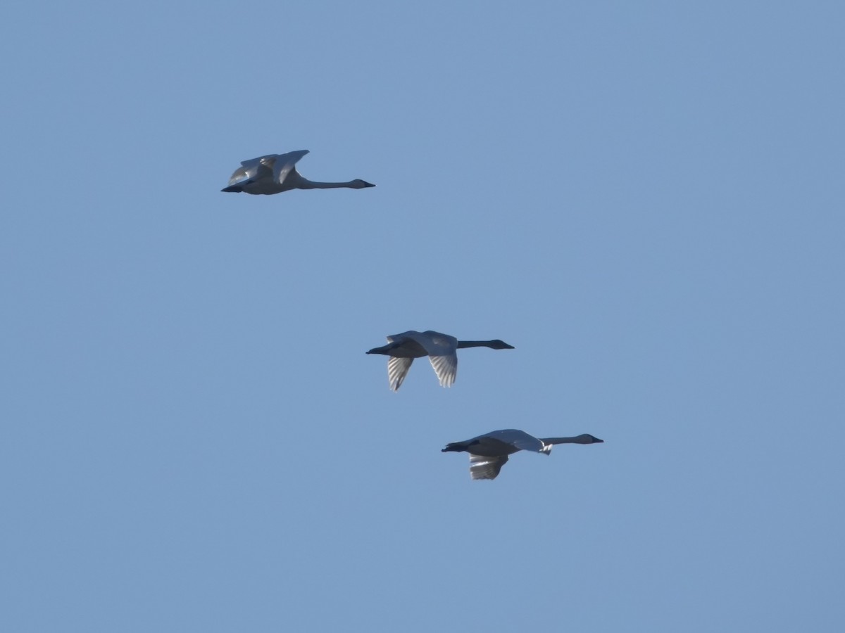 Tundra Swan - ML646664104