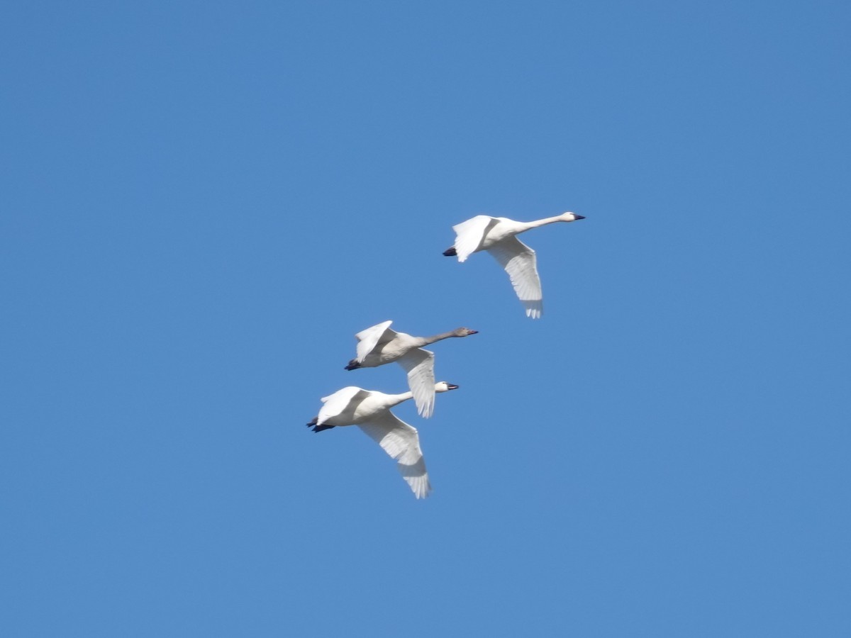 Tundra Swan - ML646664105