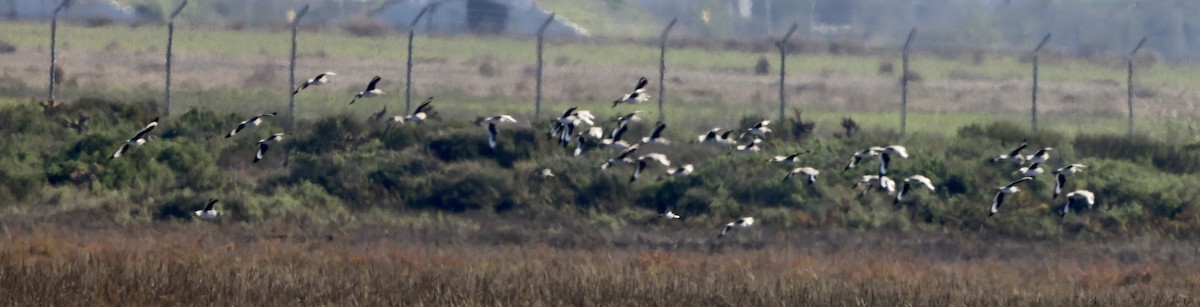 Kuliska erdipalmatua - ML646664107