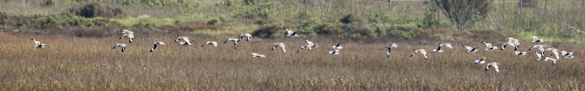 Kuliska erdipalmatua - ML646664108