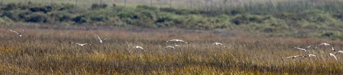 Kuliska erdipalmatua - ML646664109