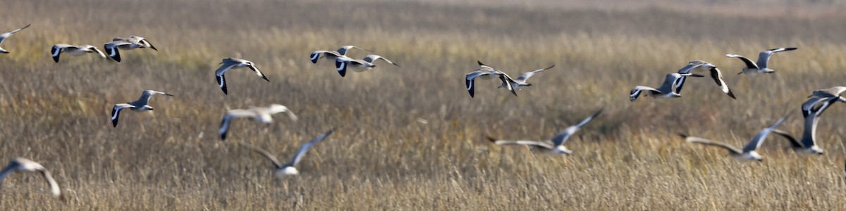 Kuliska erdipalmatua - ML646664110