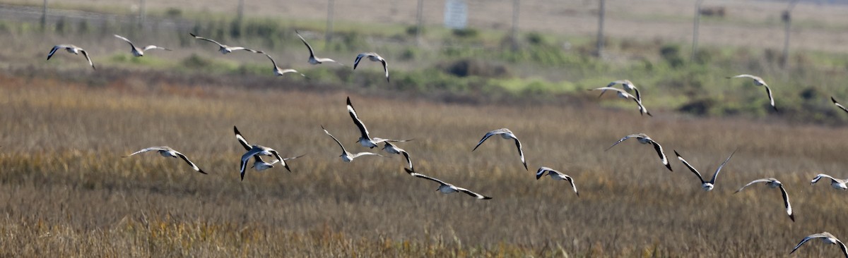 Kuliska erdipalmatua - ML646664111