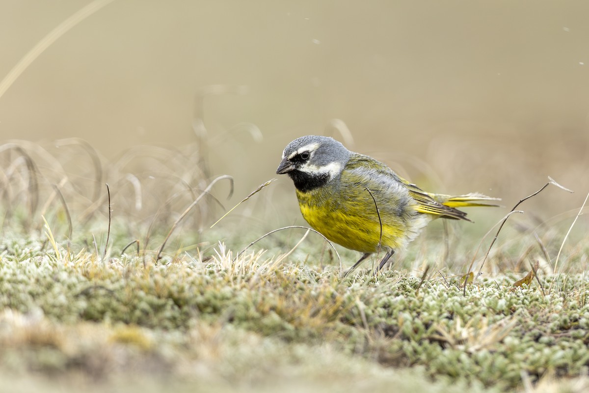 White-bridled Finch - ML646664112