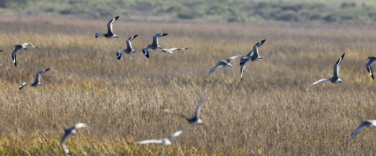 Kuliska erdipalmatua - ML646664113