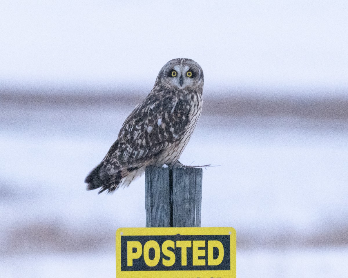 Zingira-hontza - ML646664118