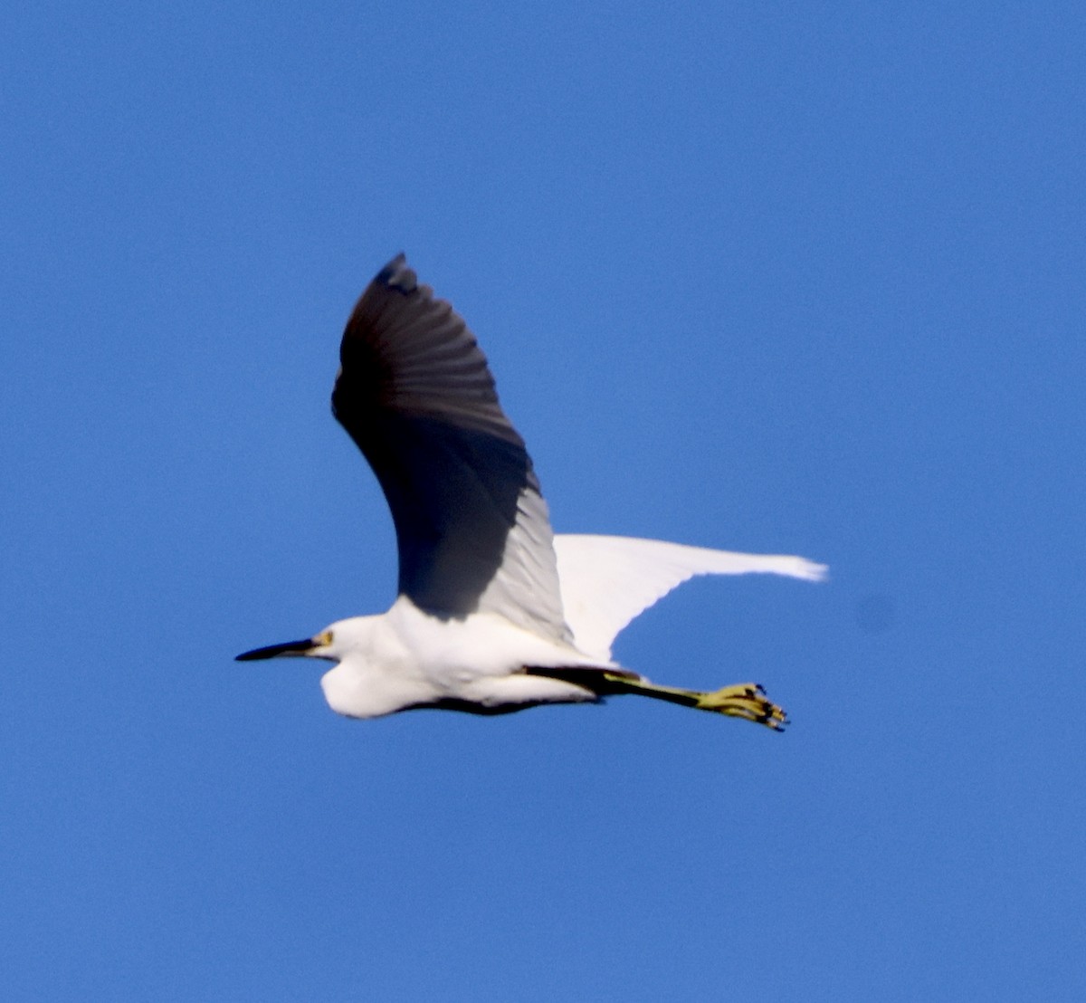 Snowy Egret - ML646664121