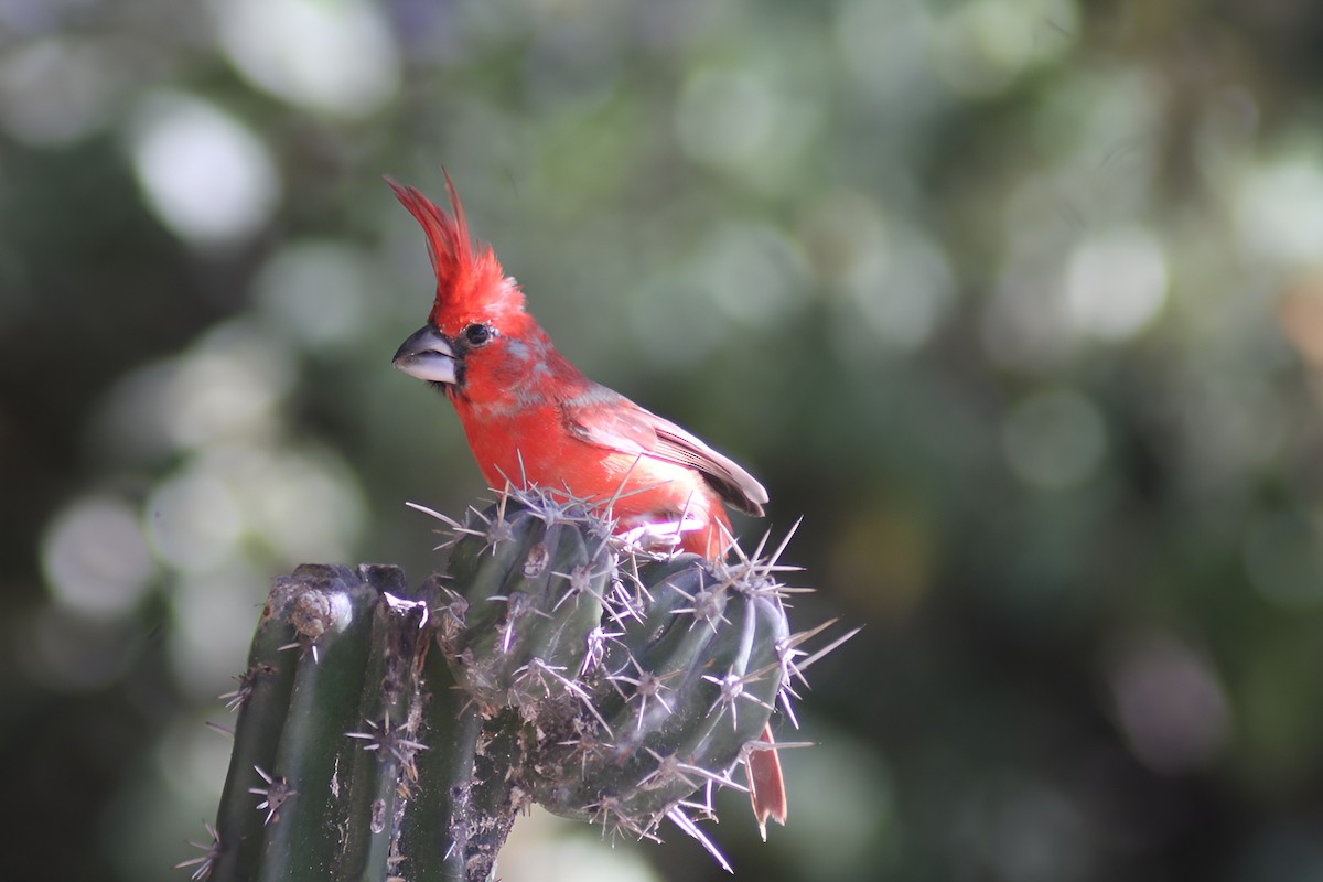 Vermilion Cardinal - ML646664123