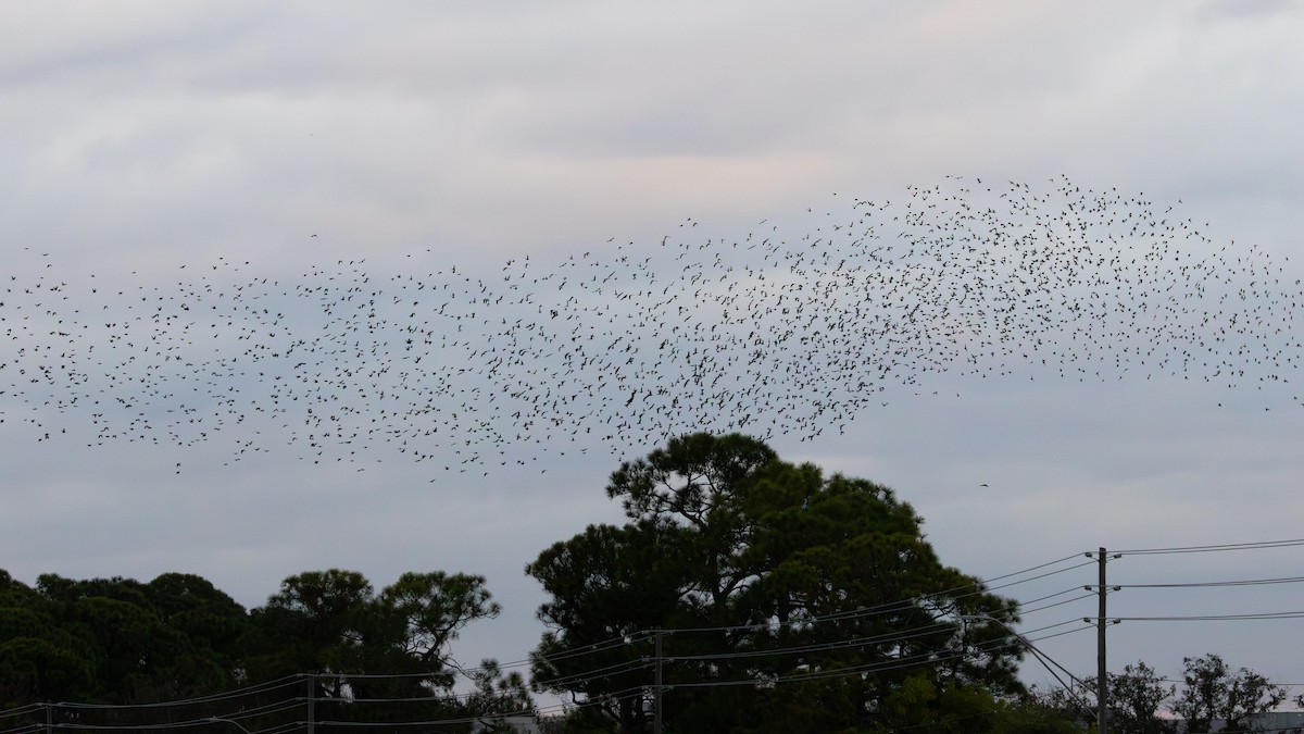 Шпак звичайний - ML646664124