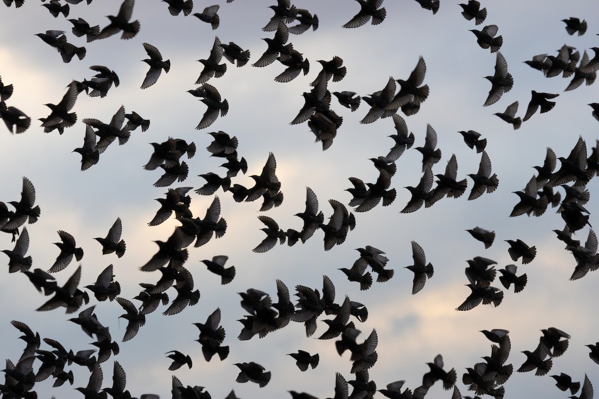 Шпак звичайний - ML646664125