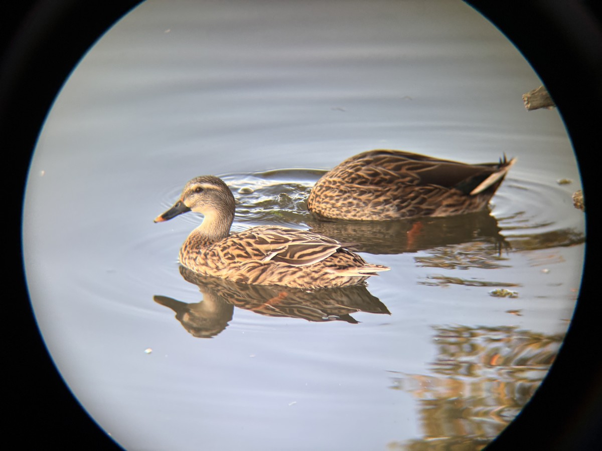 Mottled Duck - ML646664126