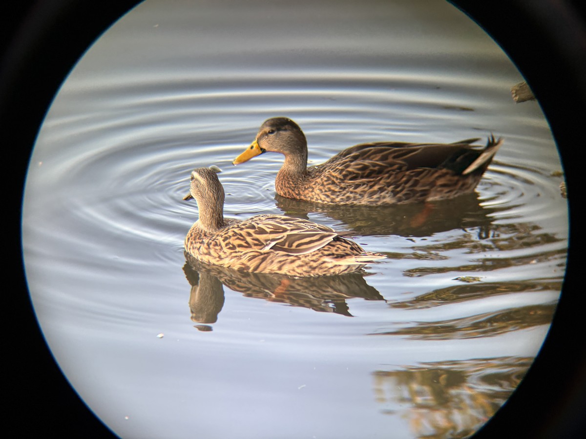 Mottled Duck - ML646664127