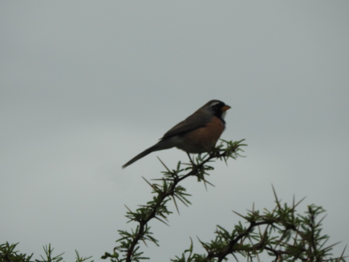 Many-colored Chaco Finch - ML646664128