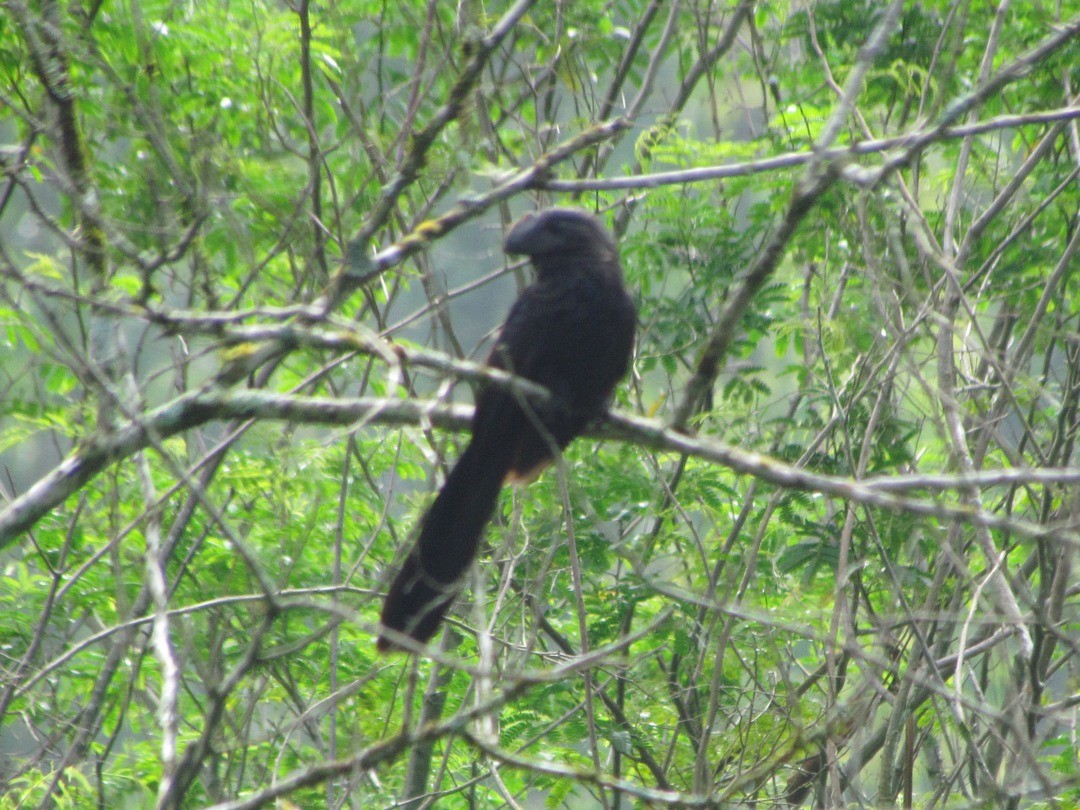 Smooth-billed Ani - ML646664131
