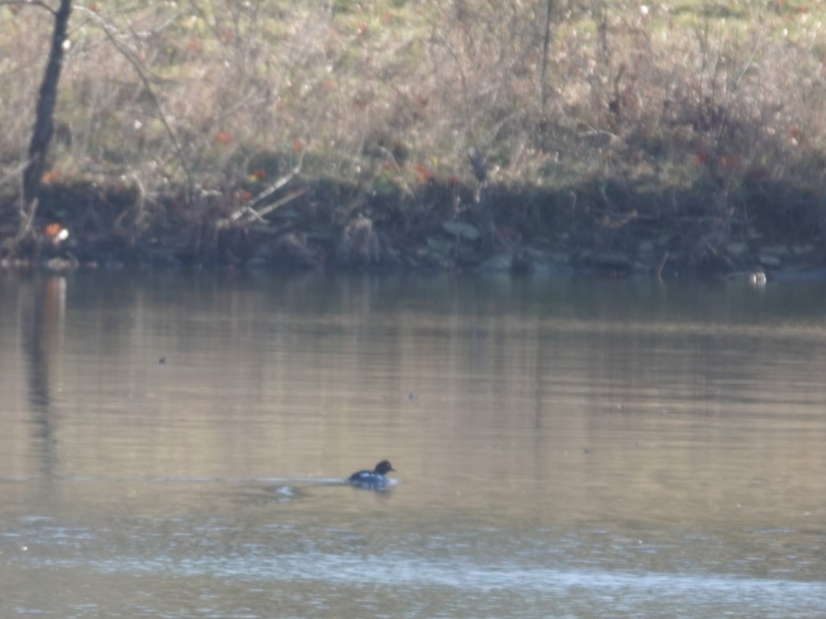 Common Goldeneye - ML646664132