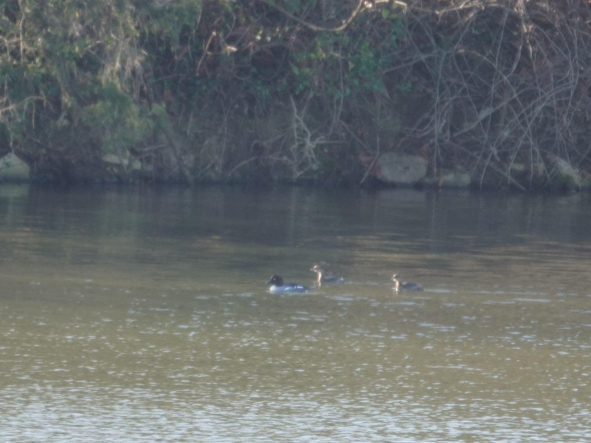 Common Goldeneye - ML646664133