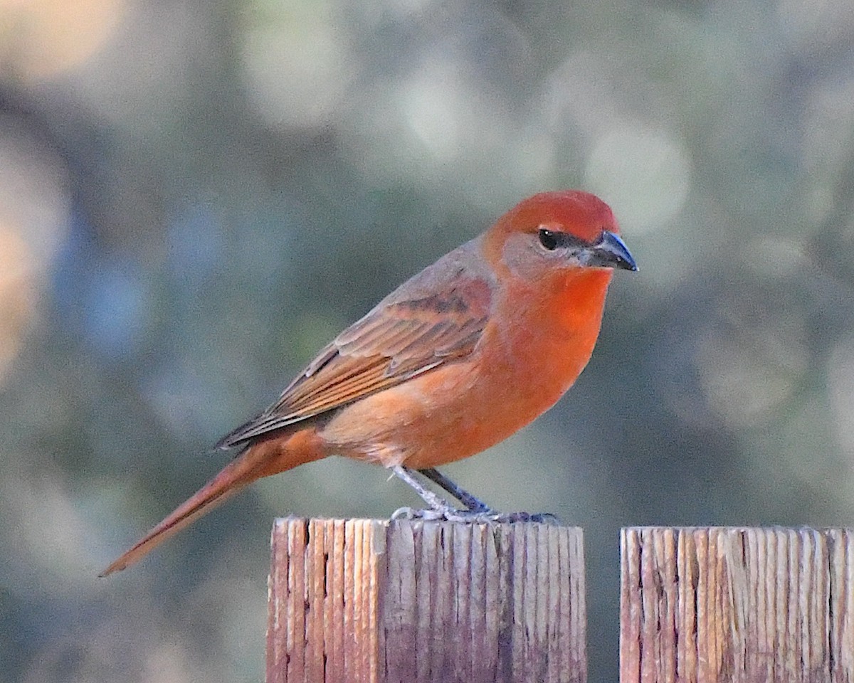 Hepatic Tanager - ML646664135