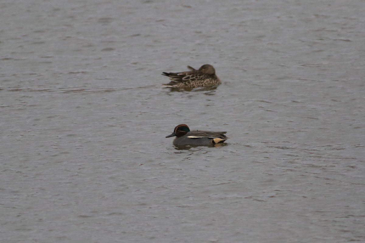 Green-winged Teal (Eurasian) - ML646664136