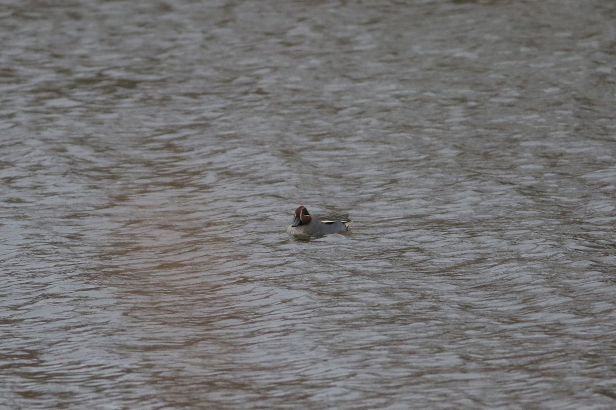 Green-winged Teal (Eurasian) - ML646664137