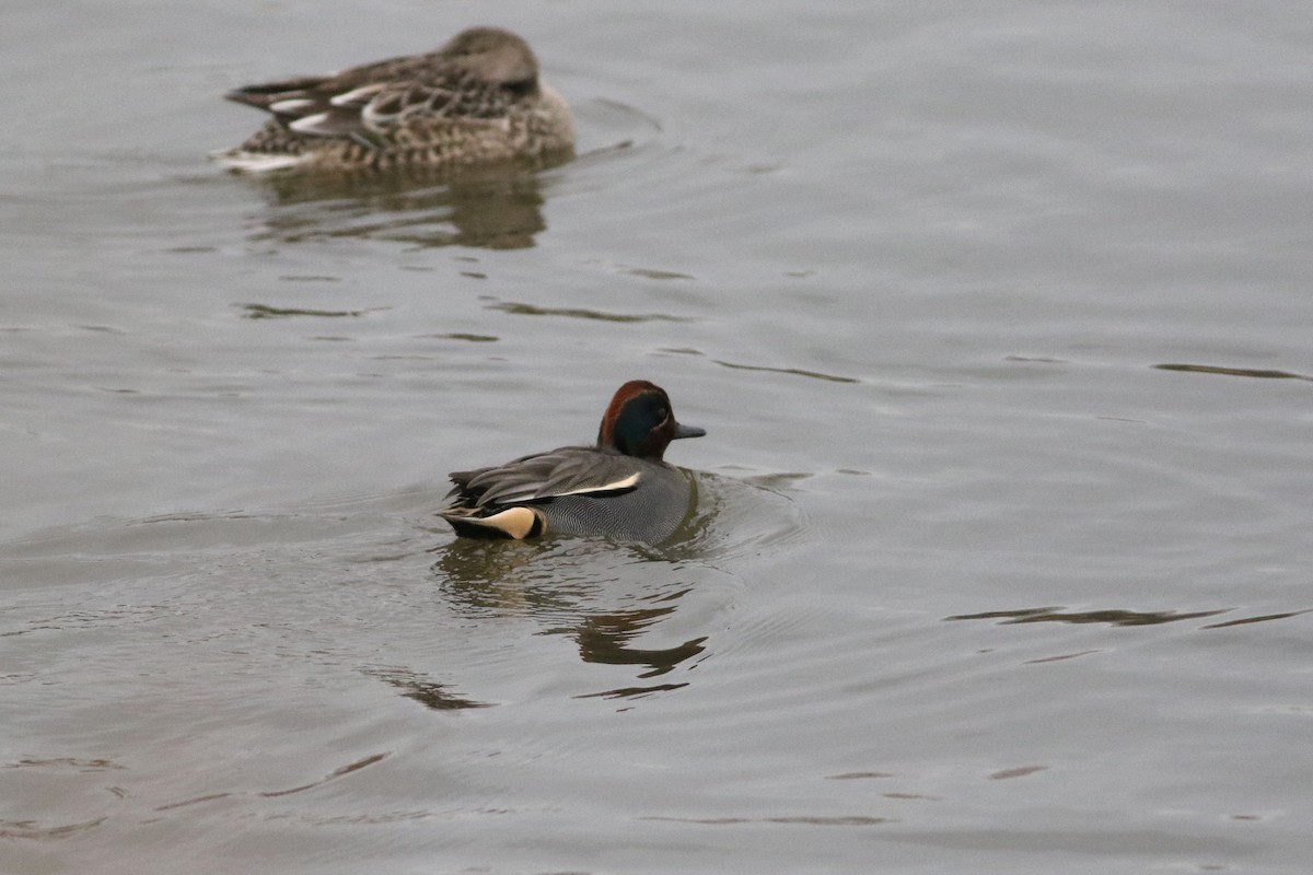 Green-winged Teal (Eurasian) - ML646664138