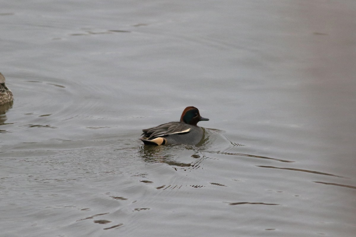 Green-winged Teal (Eurasian) - ML646664139