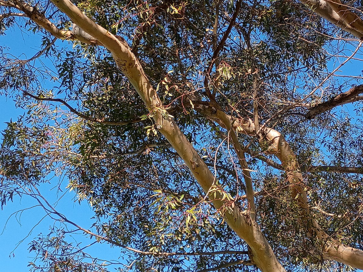 House Finch - ML646664140