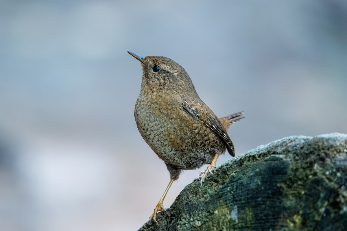Pacific Wren - ML646664141